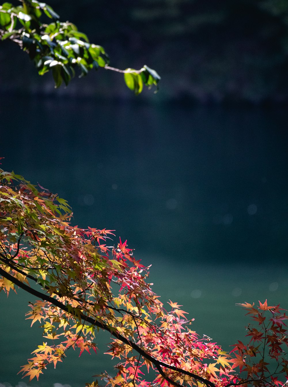 una rama de árbol con hojas rojas cerca de un cuerpo de agua