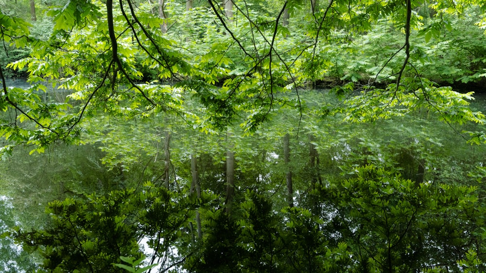 the reflection of trees in the water of a pond