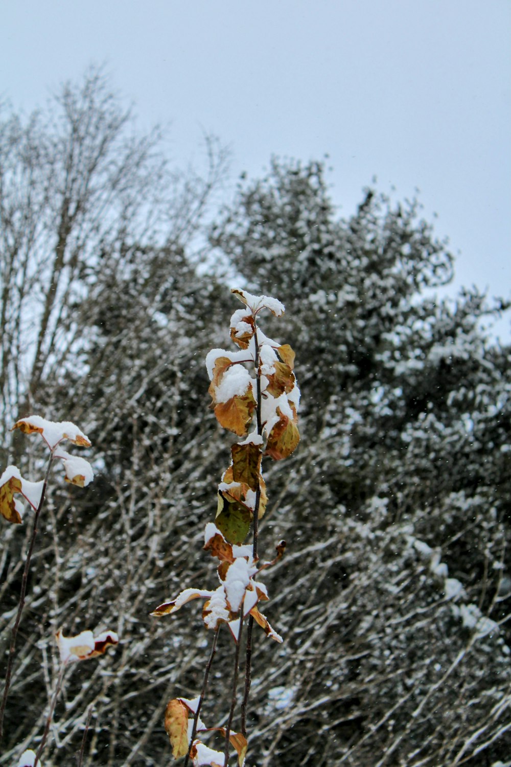 a snow covered tree branch in front of a forest