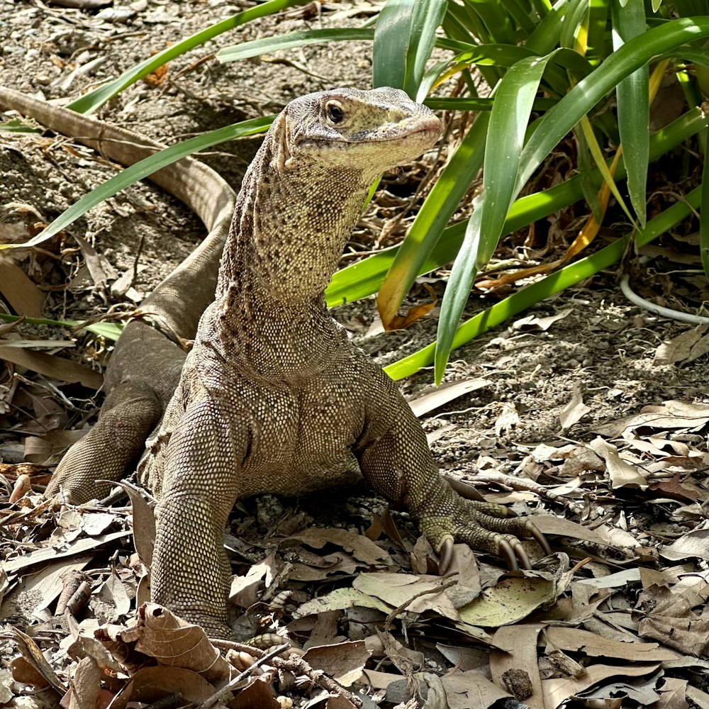 a small lizard is sitting on the ground