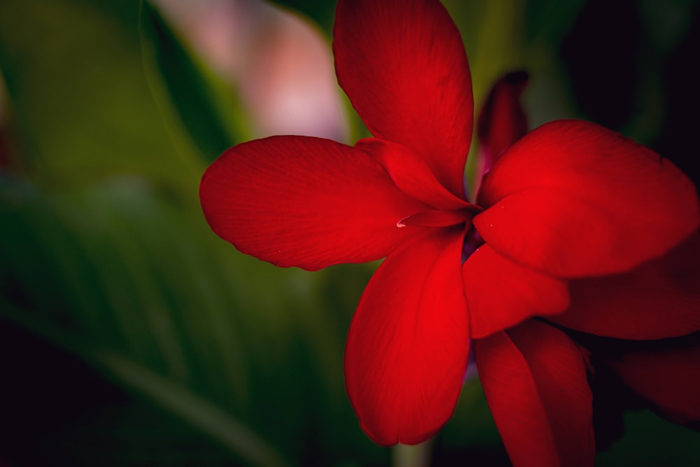 a red flower with green leaves in the background