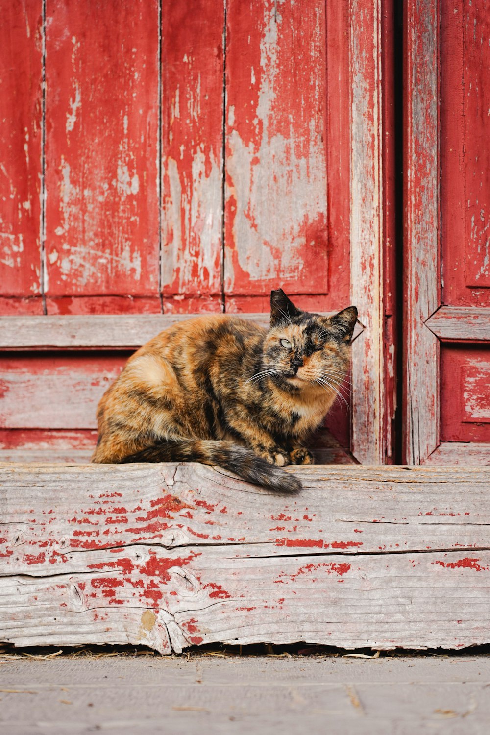 Un gato calicó sentado en un banco de madera frente a una puerta roja