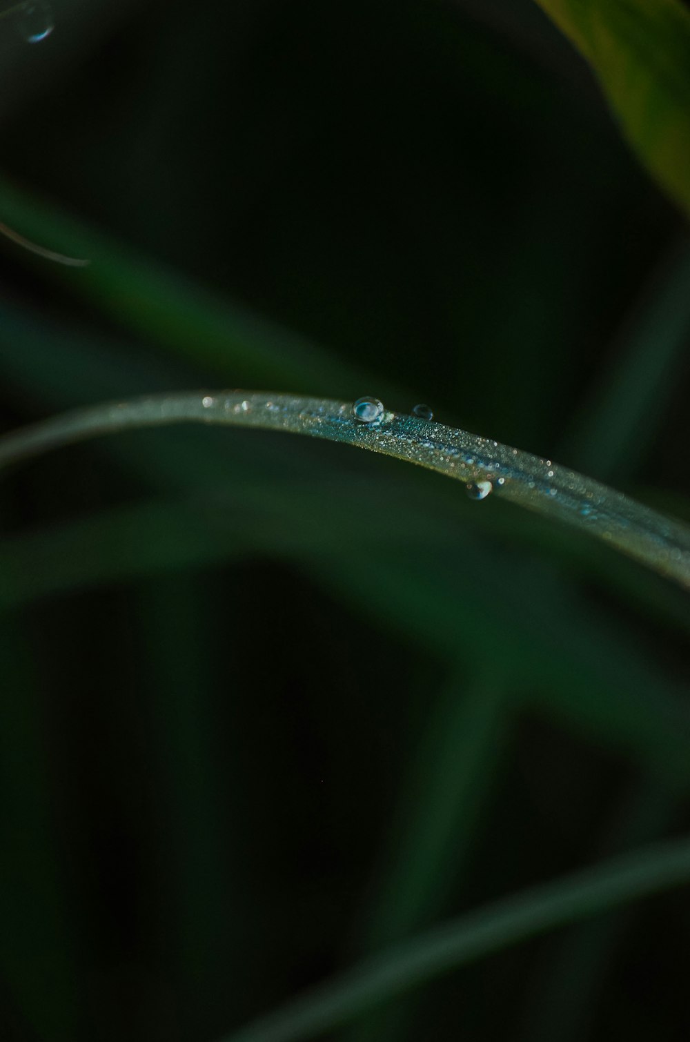 a close up of a leaf with water droplets on it