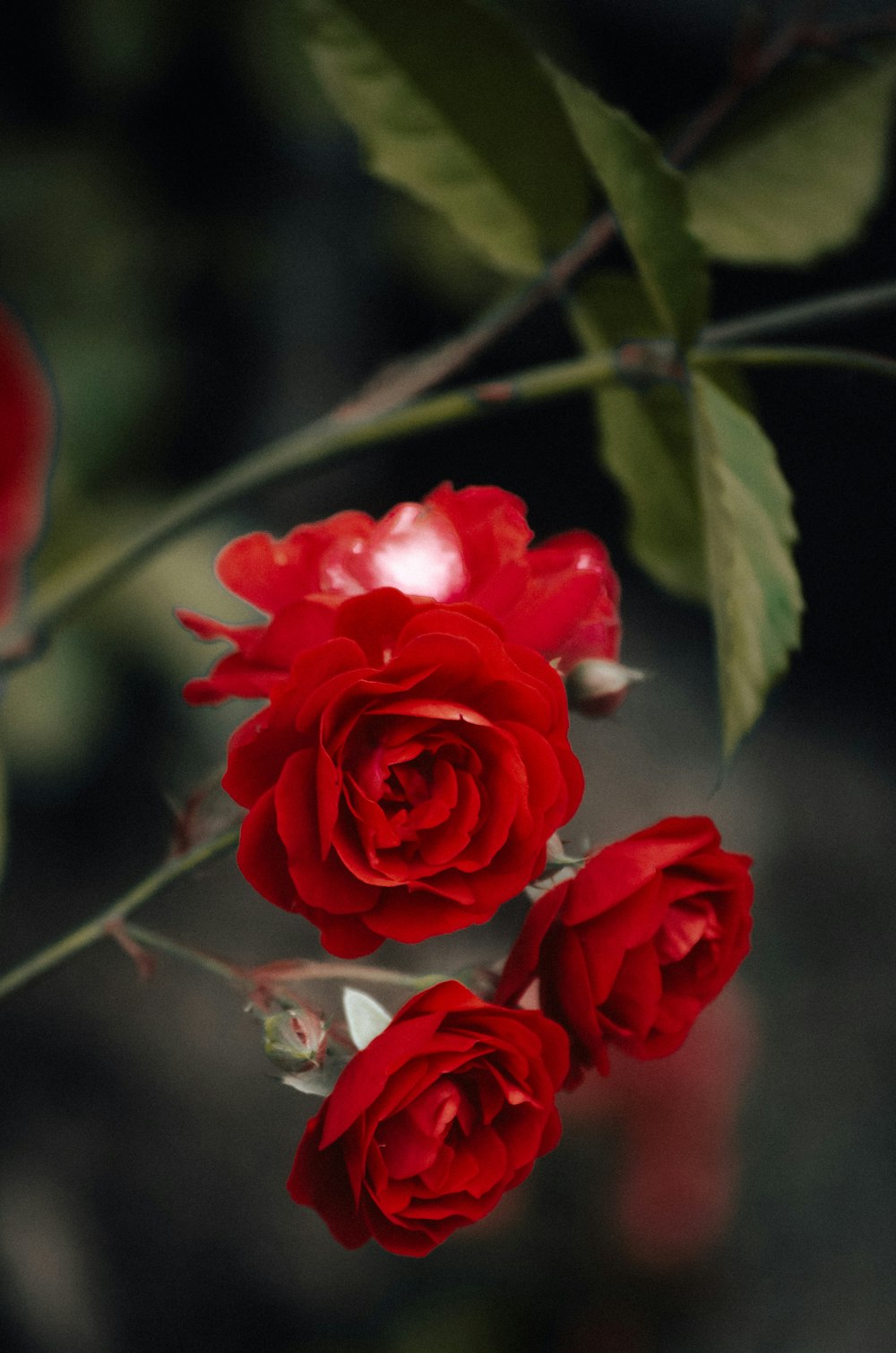 three red roses with green leaves on a branch