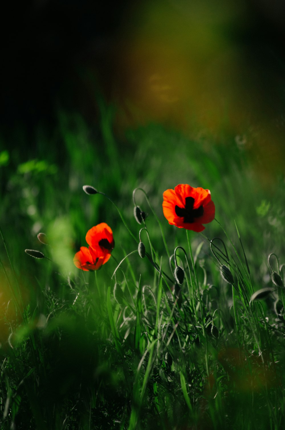 a couple of red flowers sitting on top of a lush green field