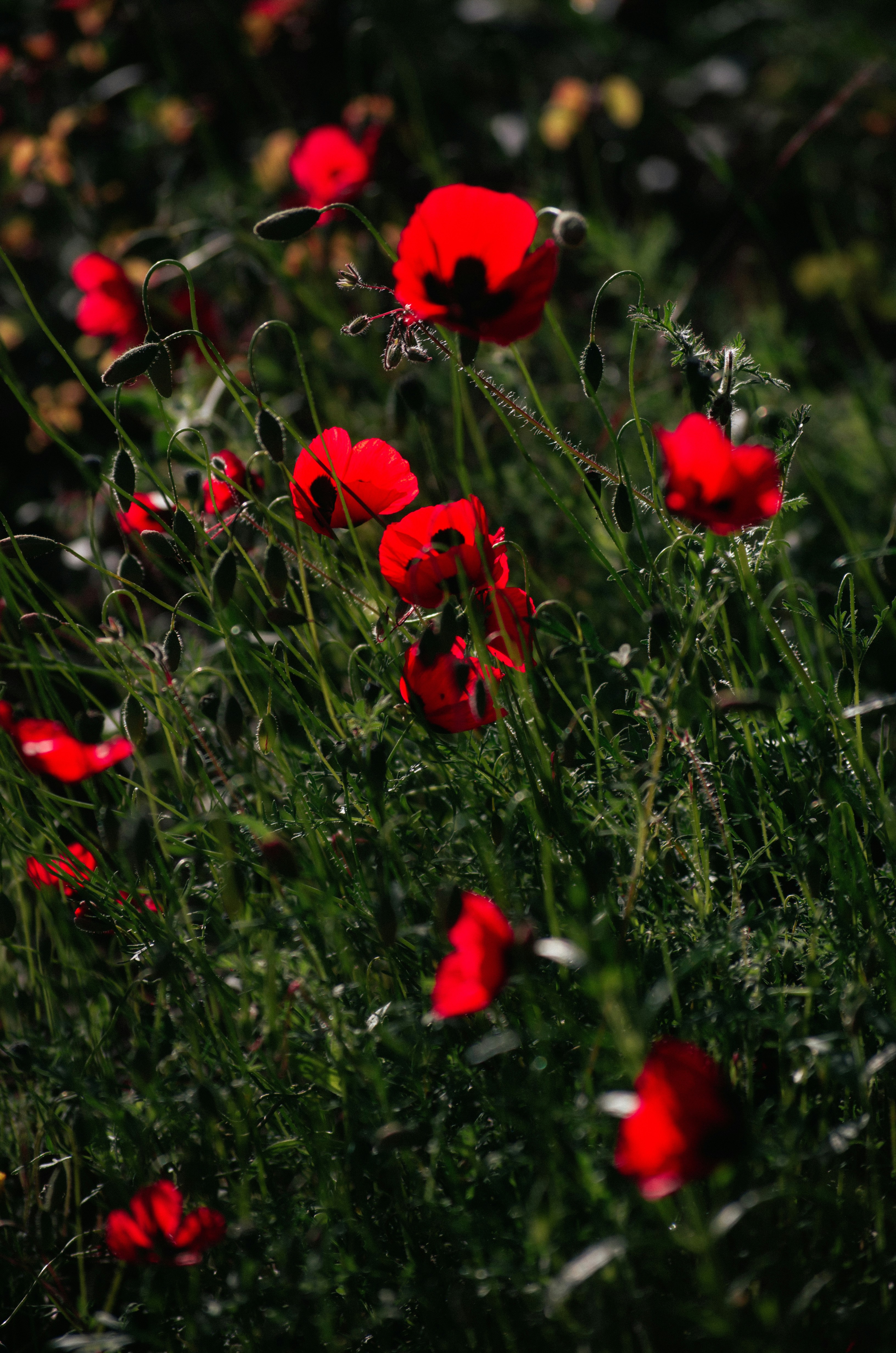 Photo by yourvladlena