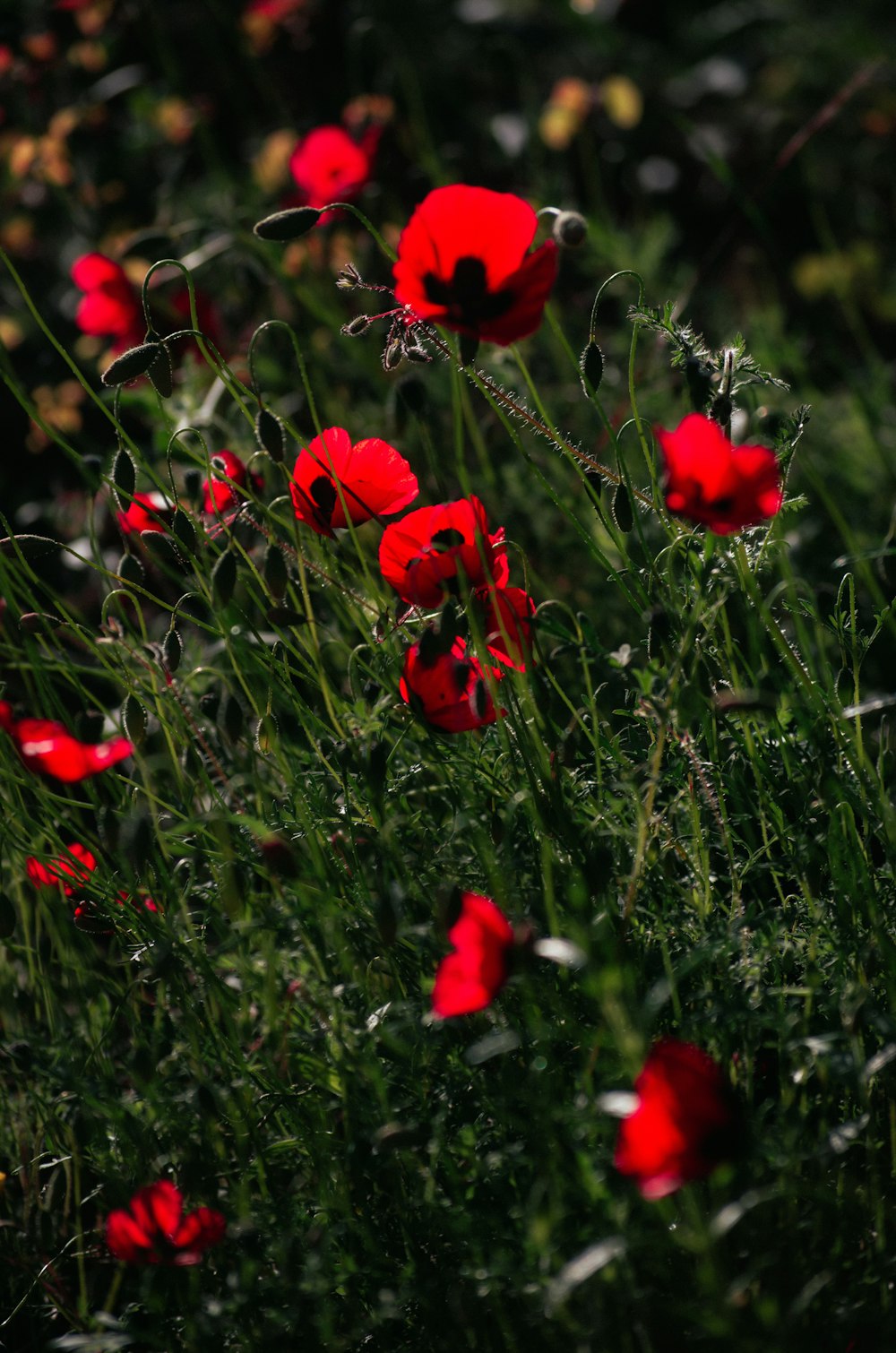 a bunch of red flowers that are in the grass