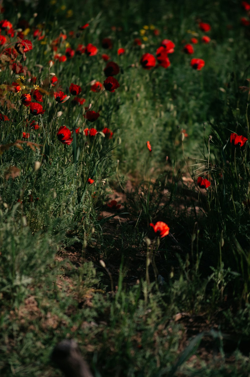a field full of red flowers next to a forest