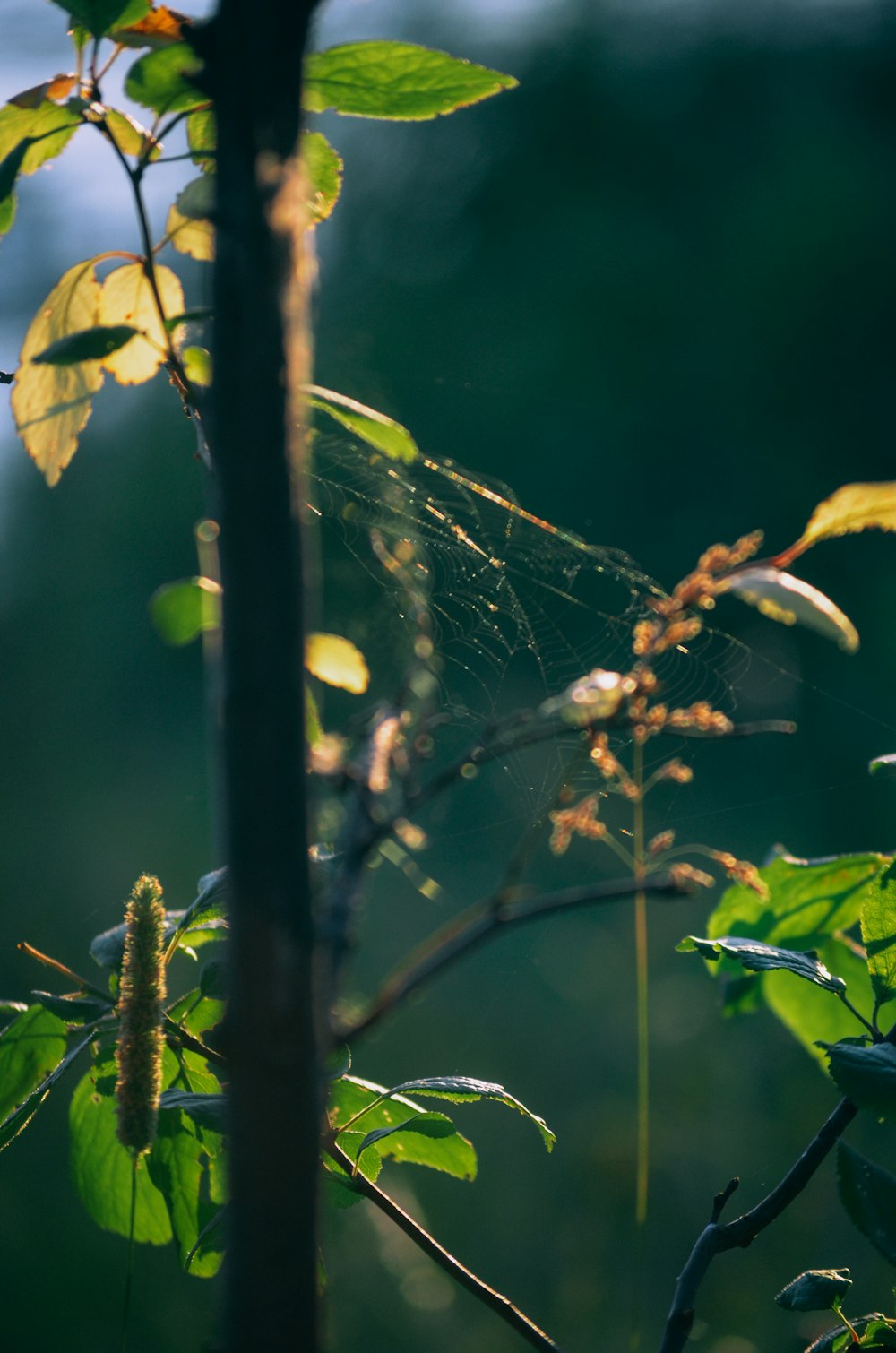 a spider web hanging from a tree branch