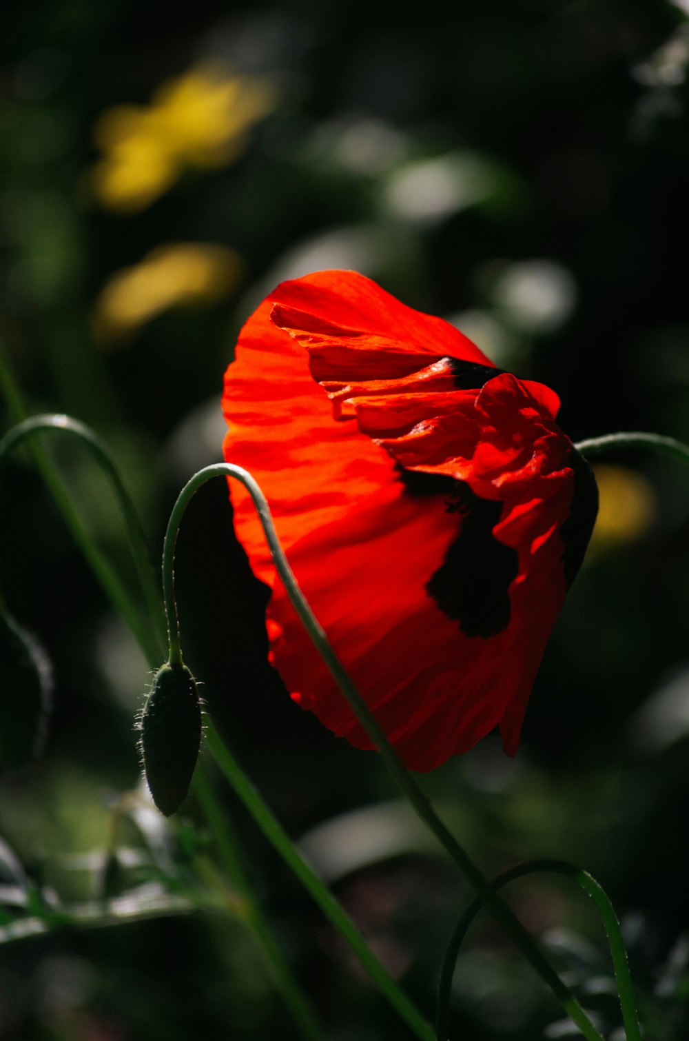 a bright red flower is in the middle of a field