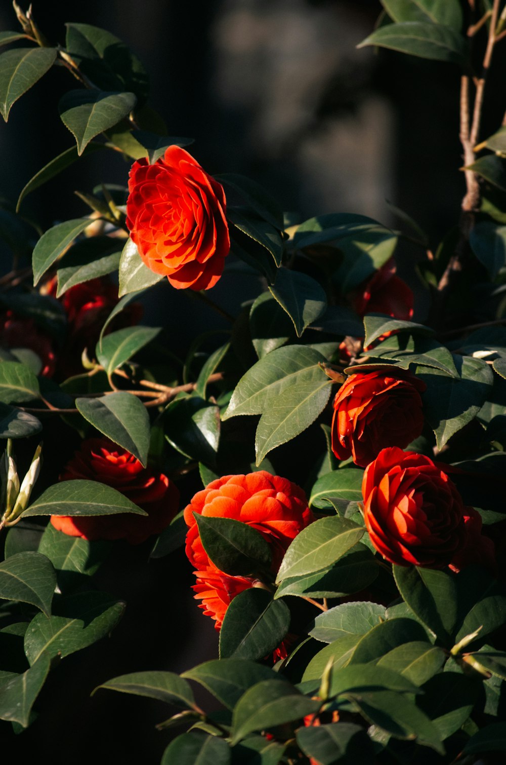 a bush of red flowers with green leaves