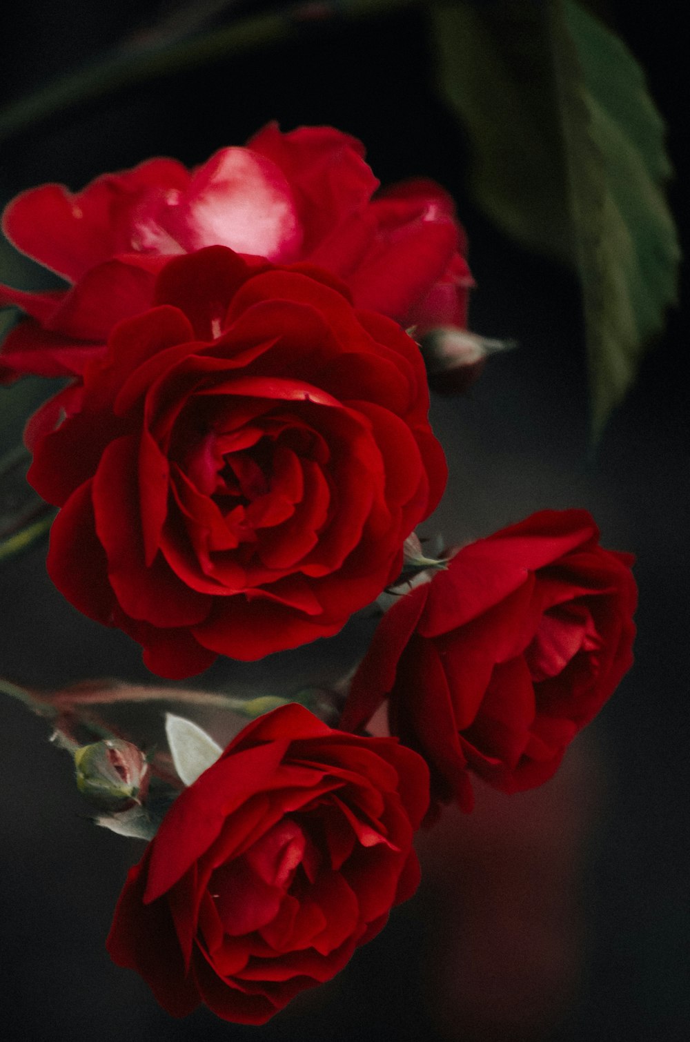 three red roses on a black background