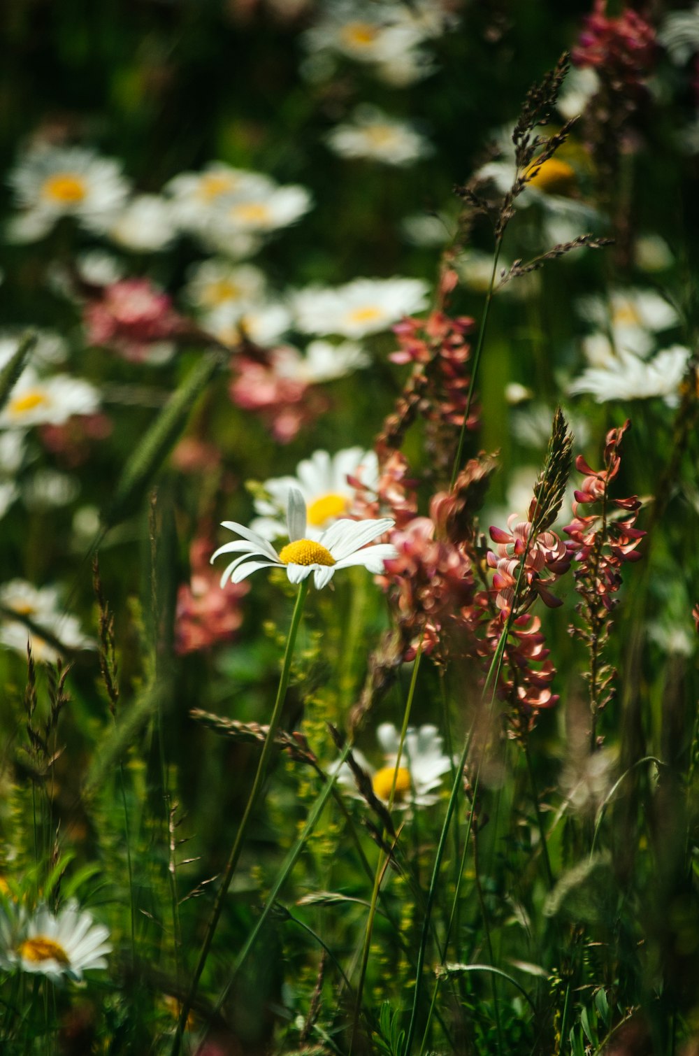 a field full of white and yellow flowers