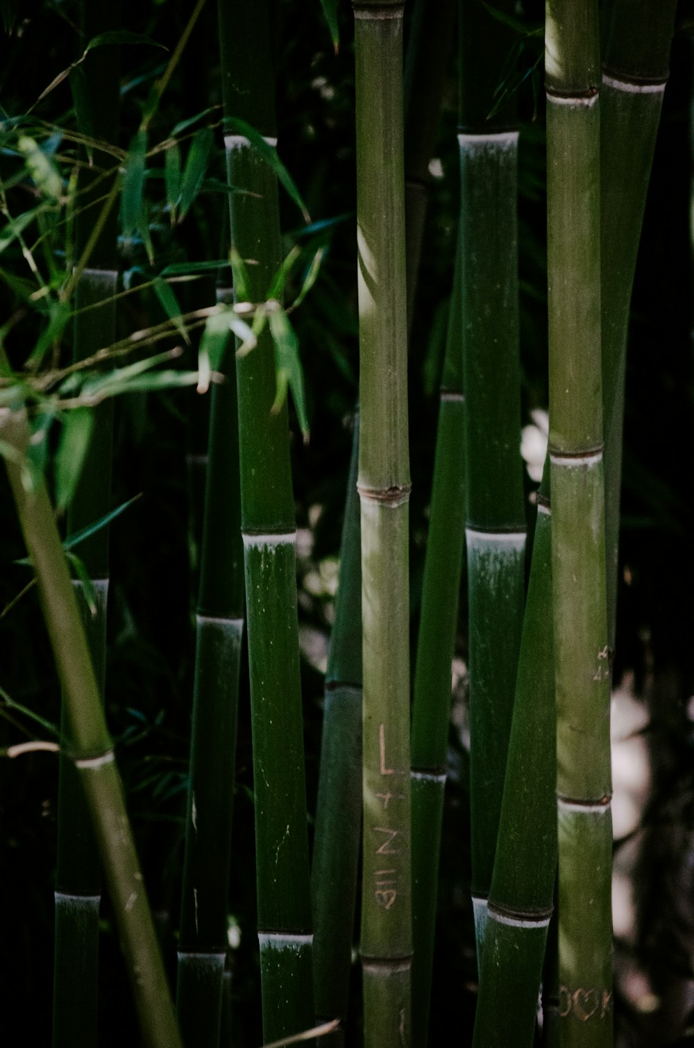 a group of tall green bamboo trees next to each other