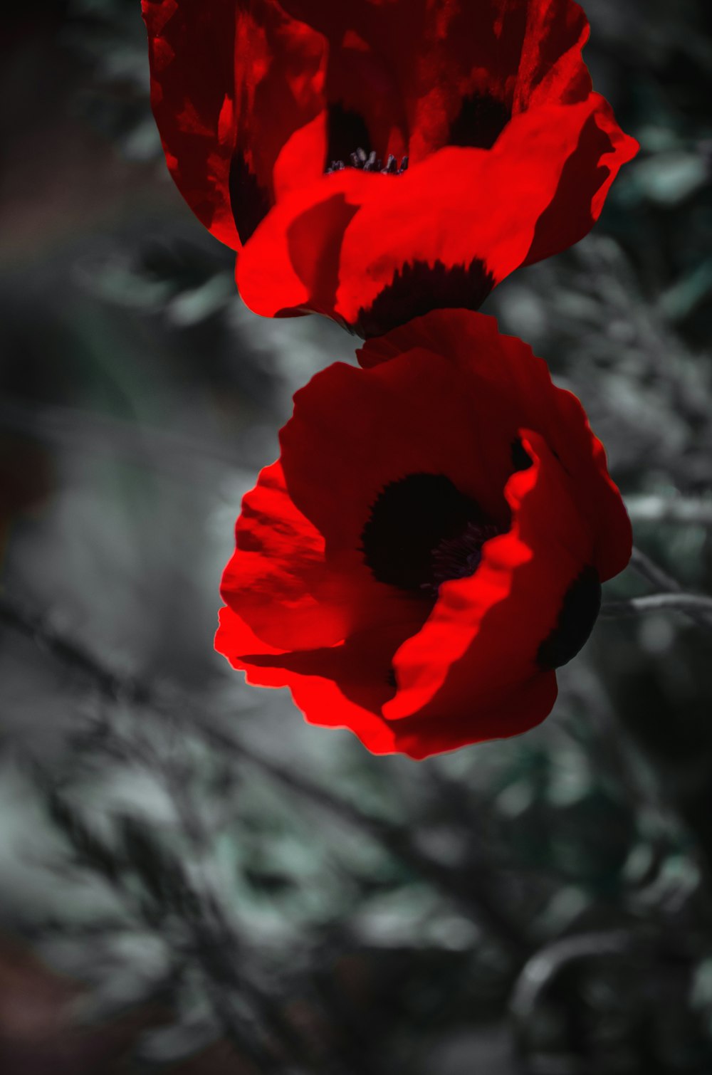 a close up of two red flowers on a black and white background