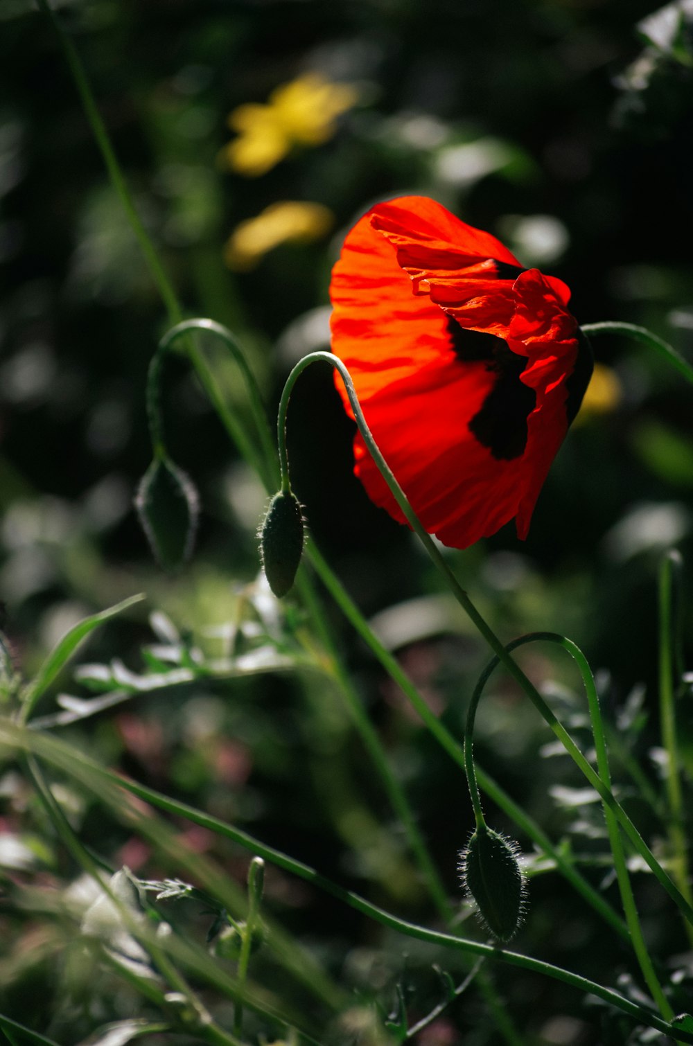 a single red flower in a field of green grass