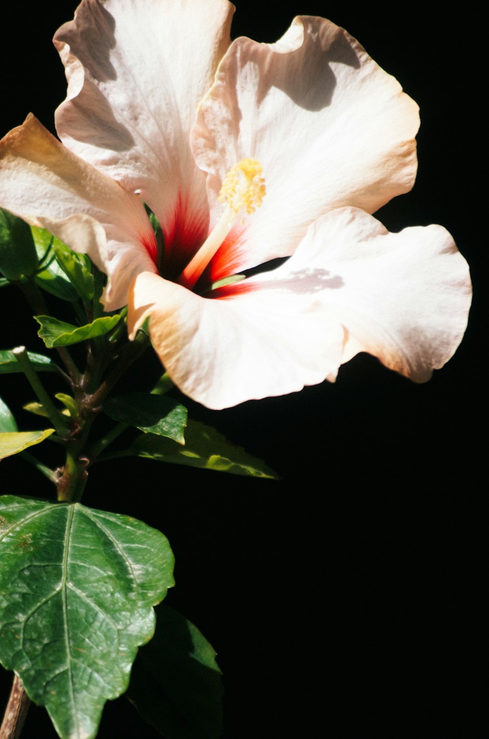 a large white flower with a red center
