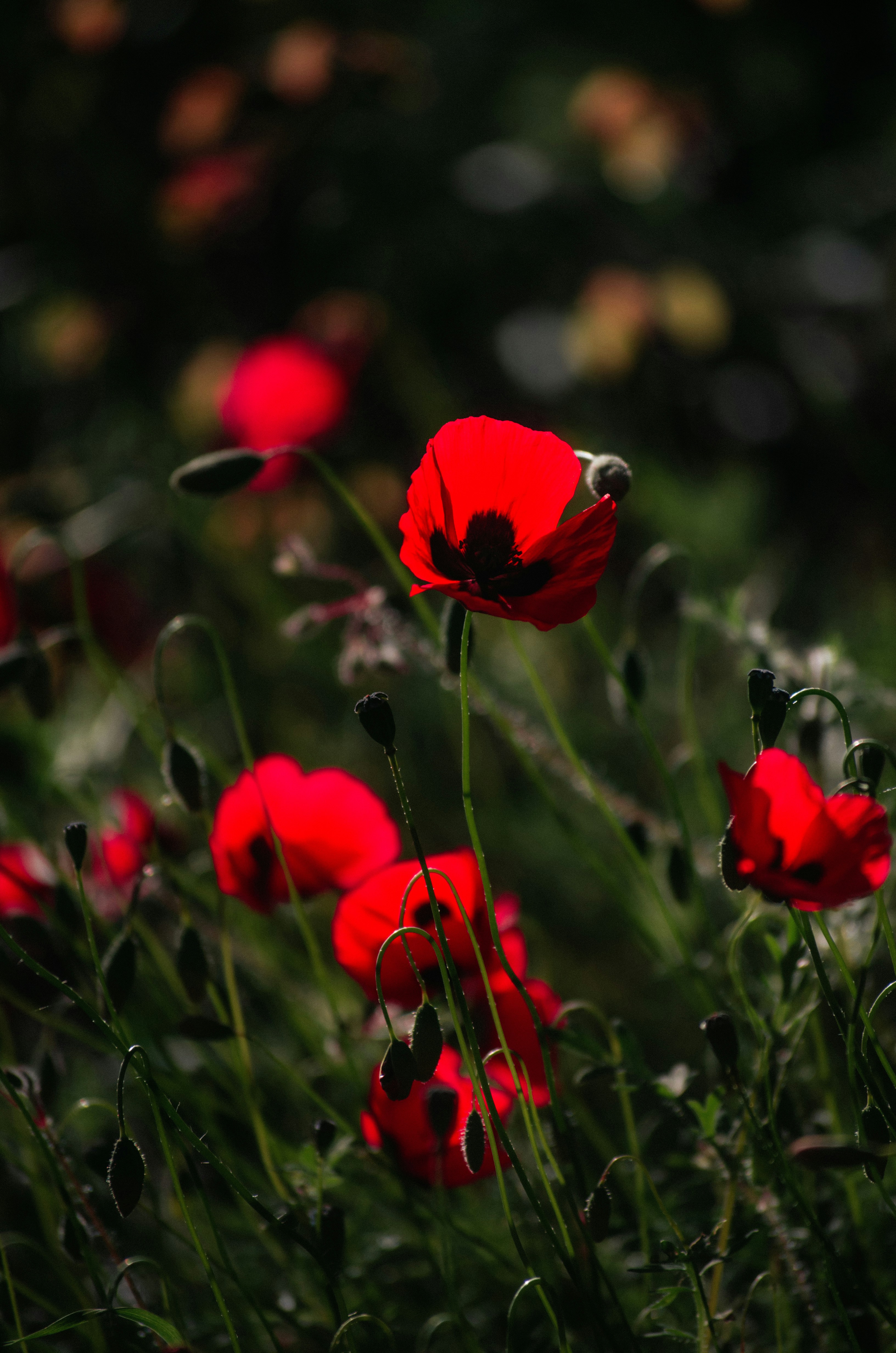 Photo by yourvladlena