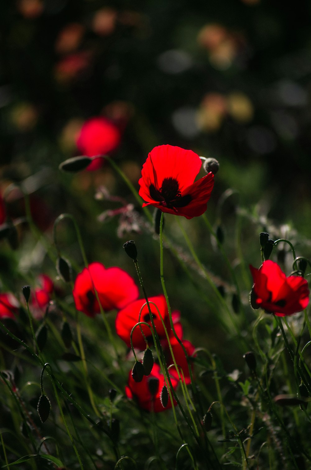 a bunch of red flowers that are in the grass