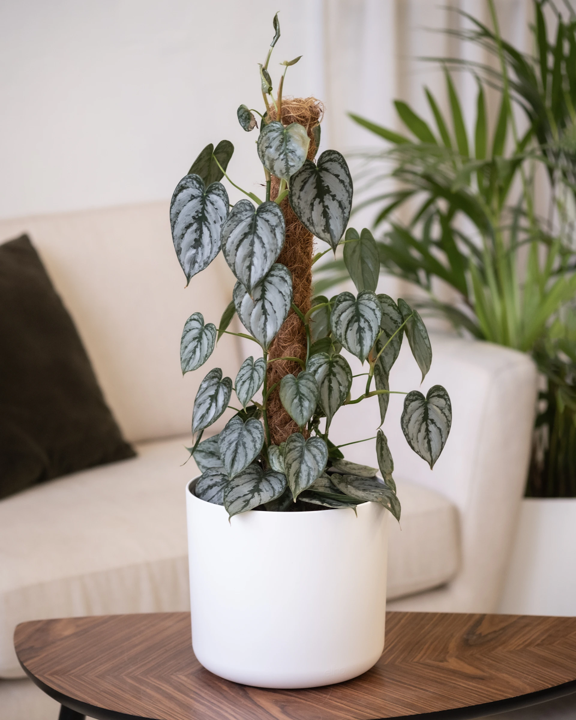 a potted plant sitting on top of a wooden table