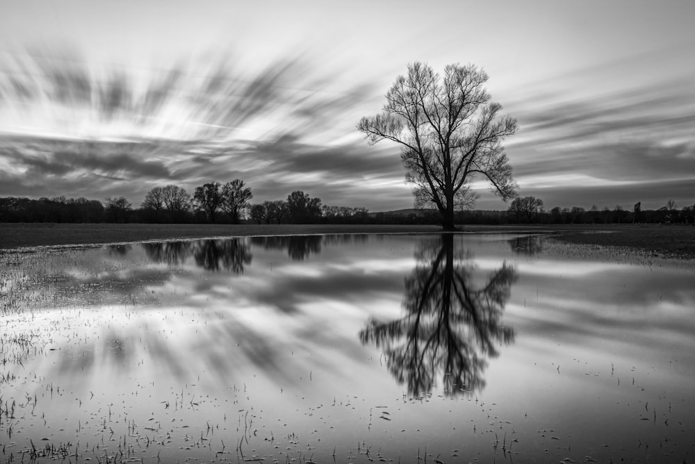 a black and white photo of a tree in the middle of a lake