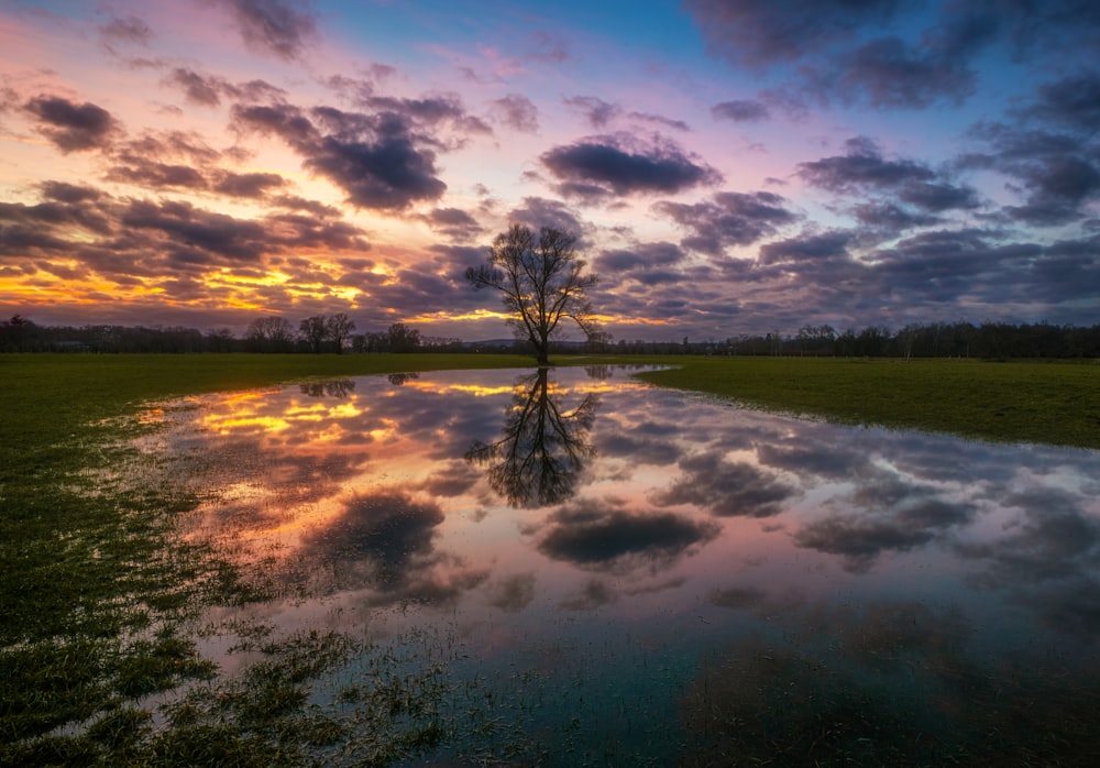 a lone tree stands in the middle of a flooded field