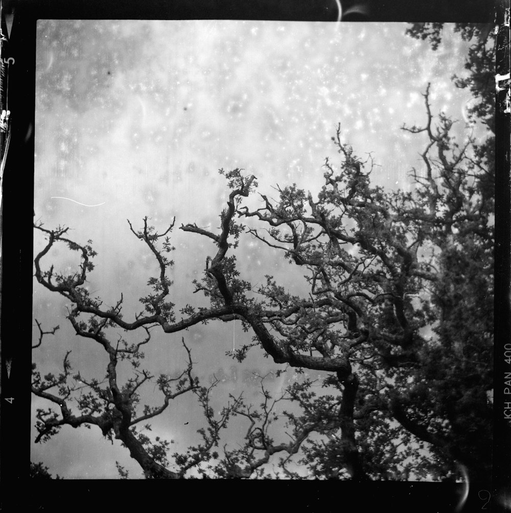 uma foto em preto e branco de uma árvore na chuva