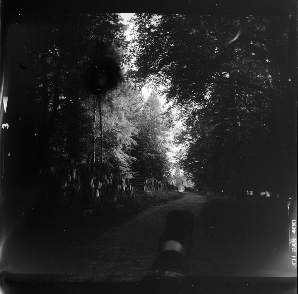 uma foto em preto e branco de árvores e uma estrada