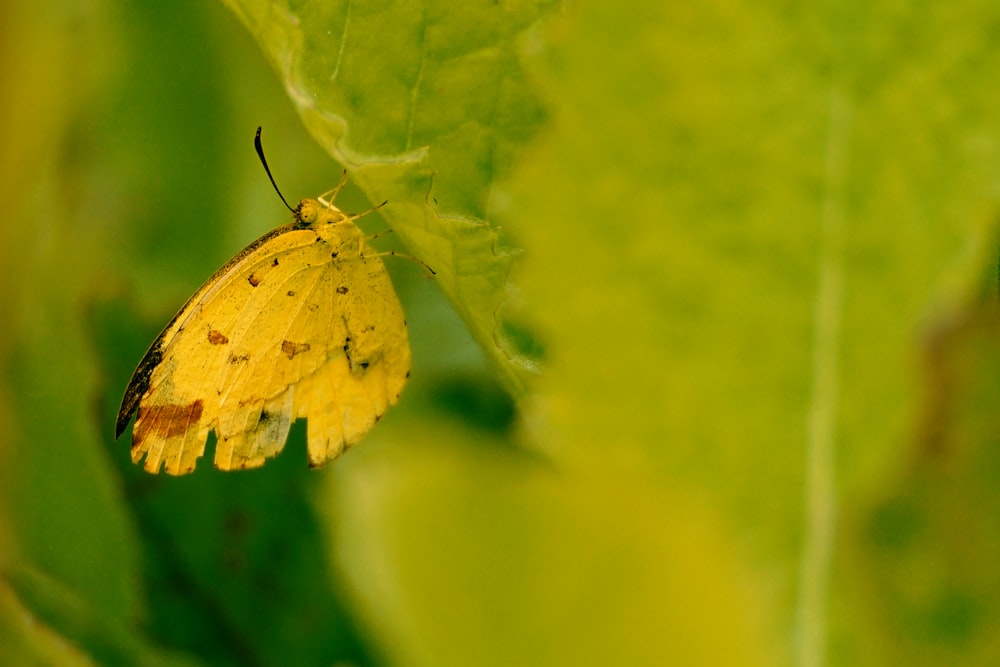 a yellow butterfly sitting on a green leaf