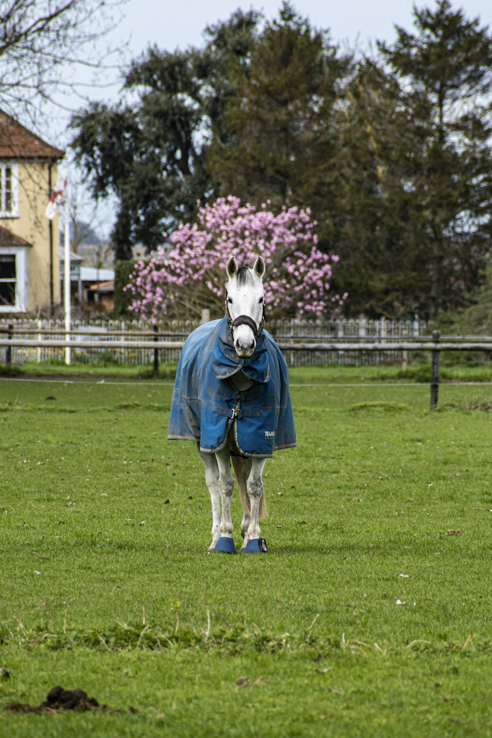 a white and black horse wearing a blue jacket