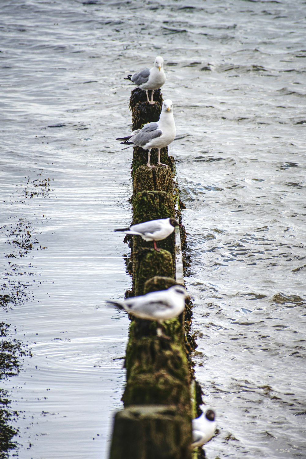 a group of seagulls sitting on a log in the water