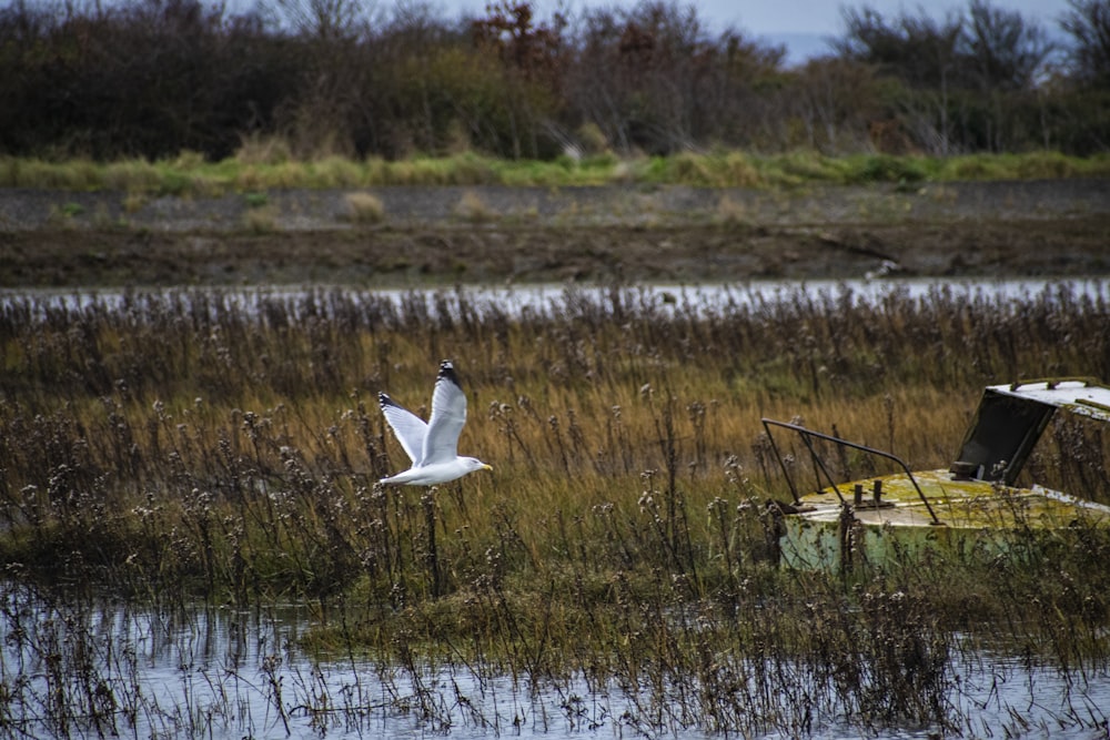 a white bird flying over a boat in a marsh