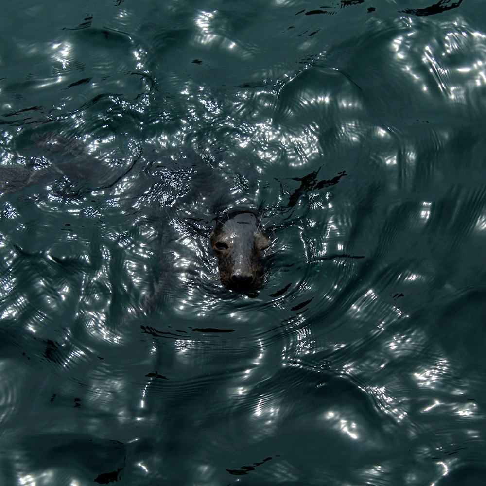 a dog swimming in a body of water