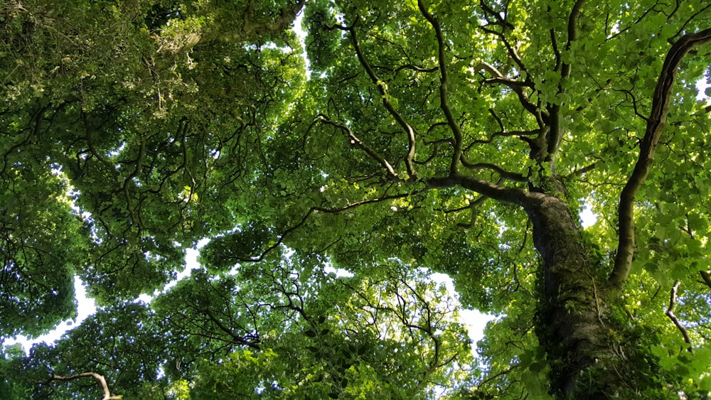 looking up into the canopy of a tree