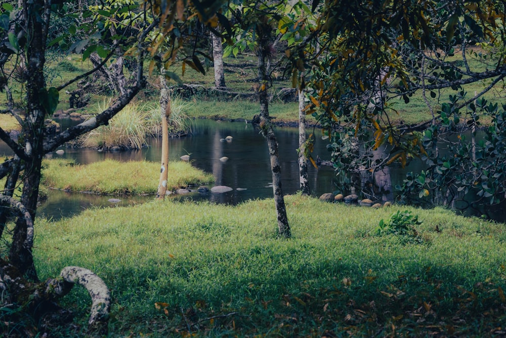 a giraffe standing next to a body of water