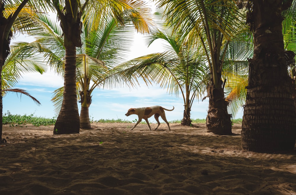 a dog walking on a sandy beach between palm trees