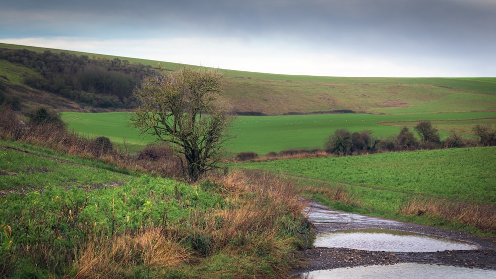 a small stream running through a lush green field