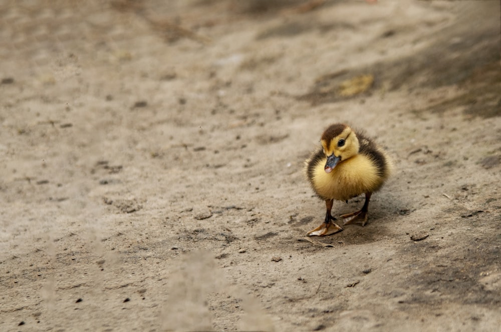 a small duck standing on top of a dirt field