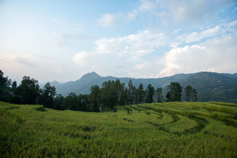 a grassy field with mountains in the background