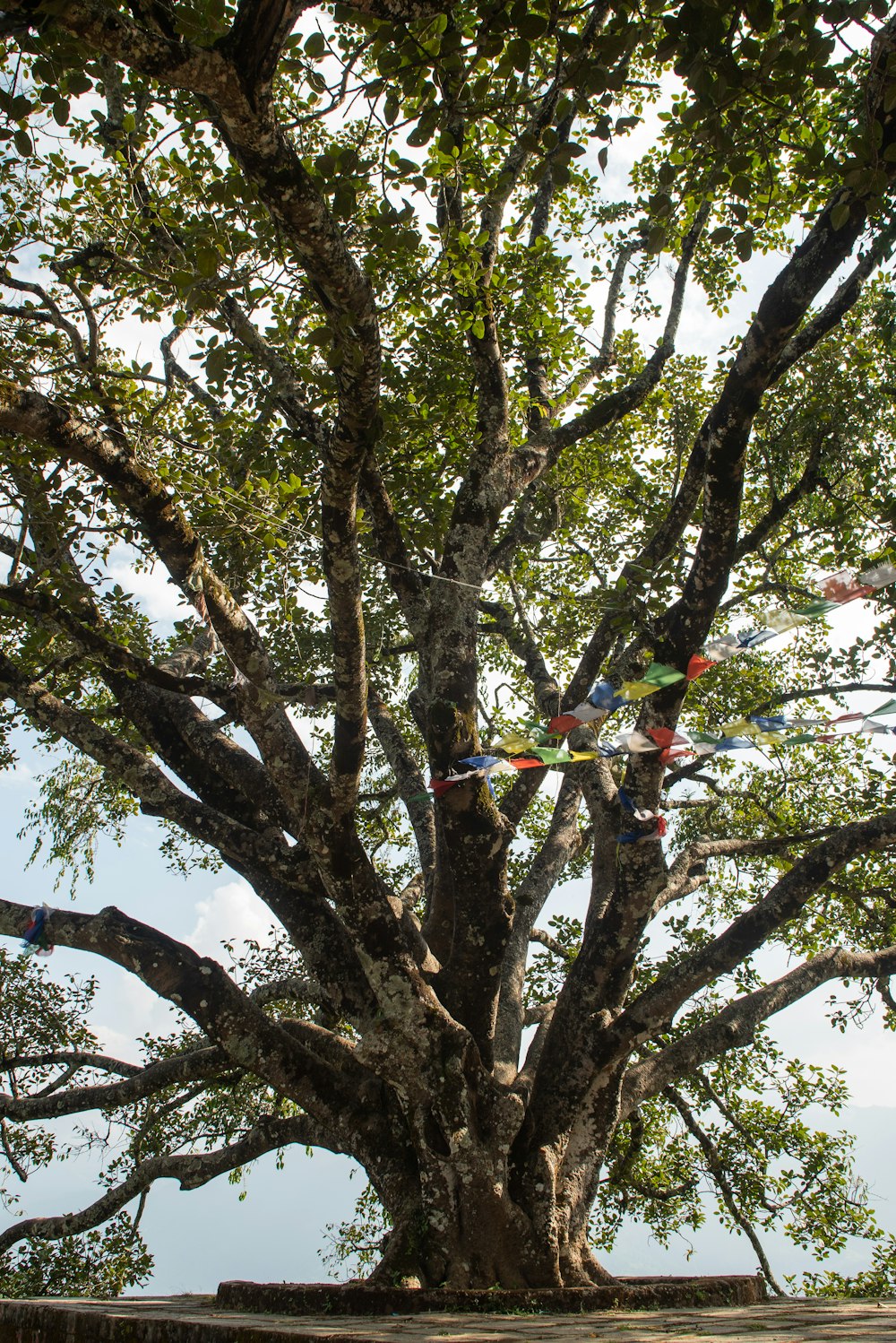 a large tree with a kite hanging from it's branches