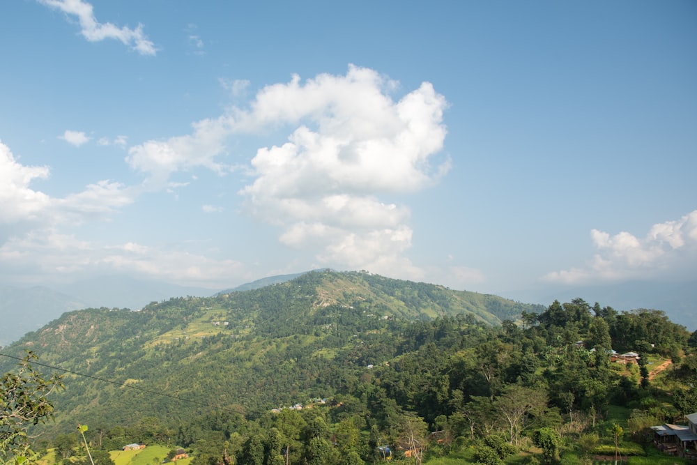 a lush green hillside covered in lots of trees