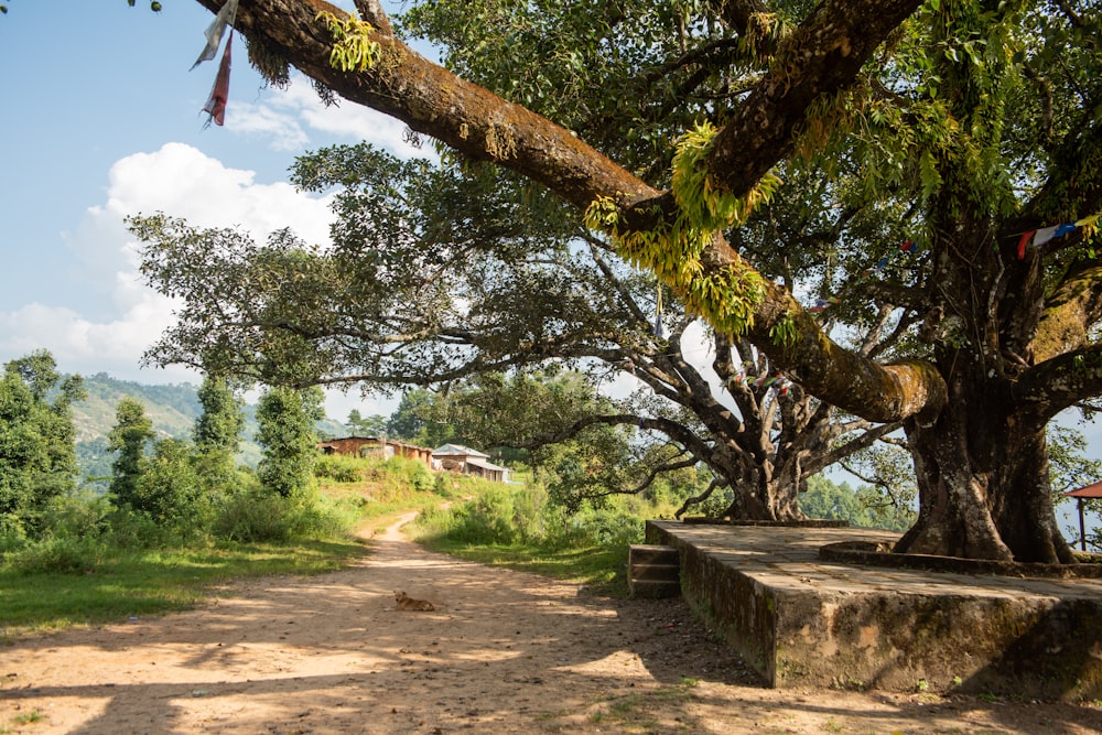 a dirt road surrounded by trees on a hill