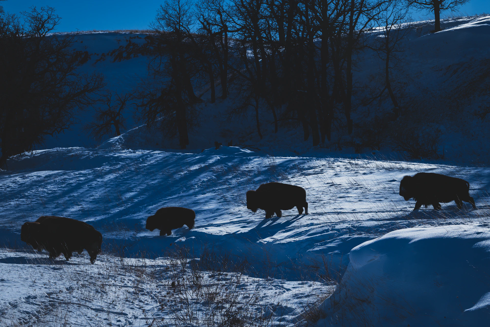 a herd of bison walking across a snow covered field