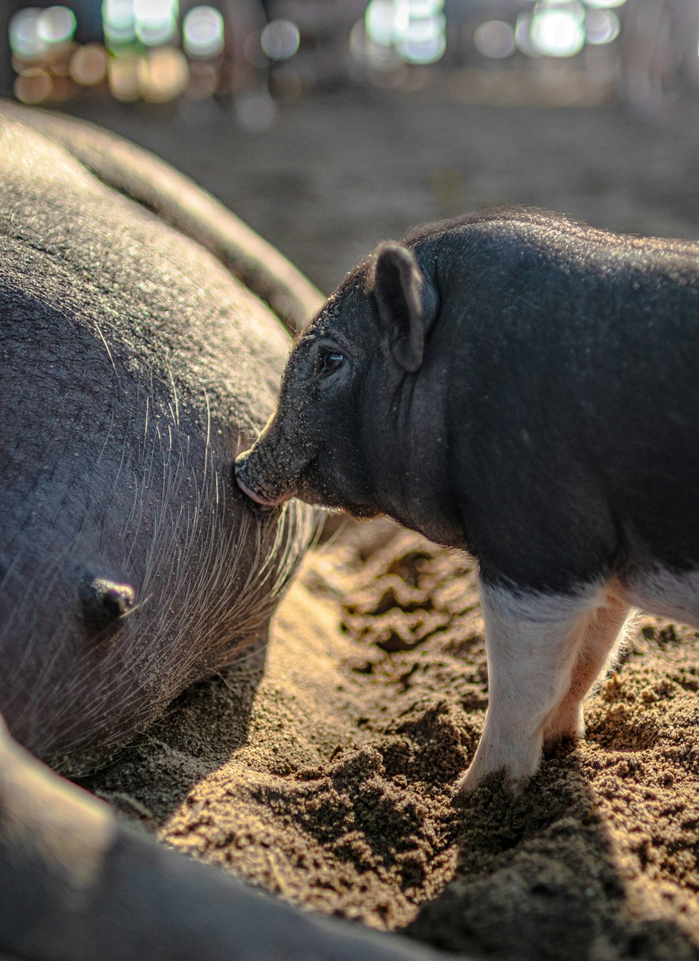 a couple of animals that are standing in the dirt