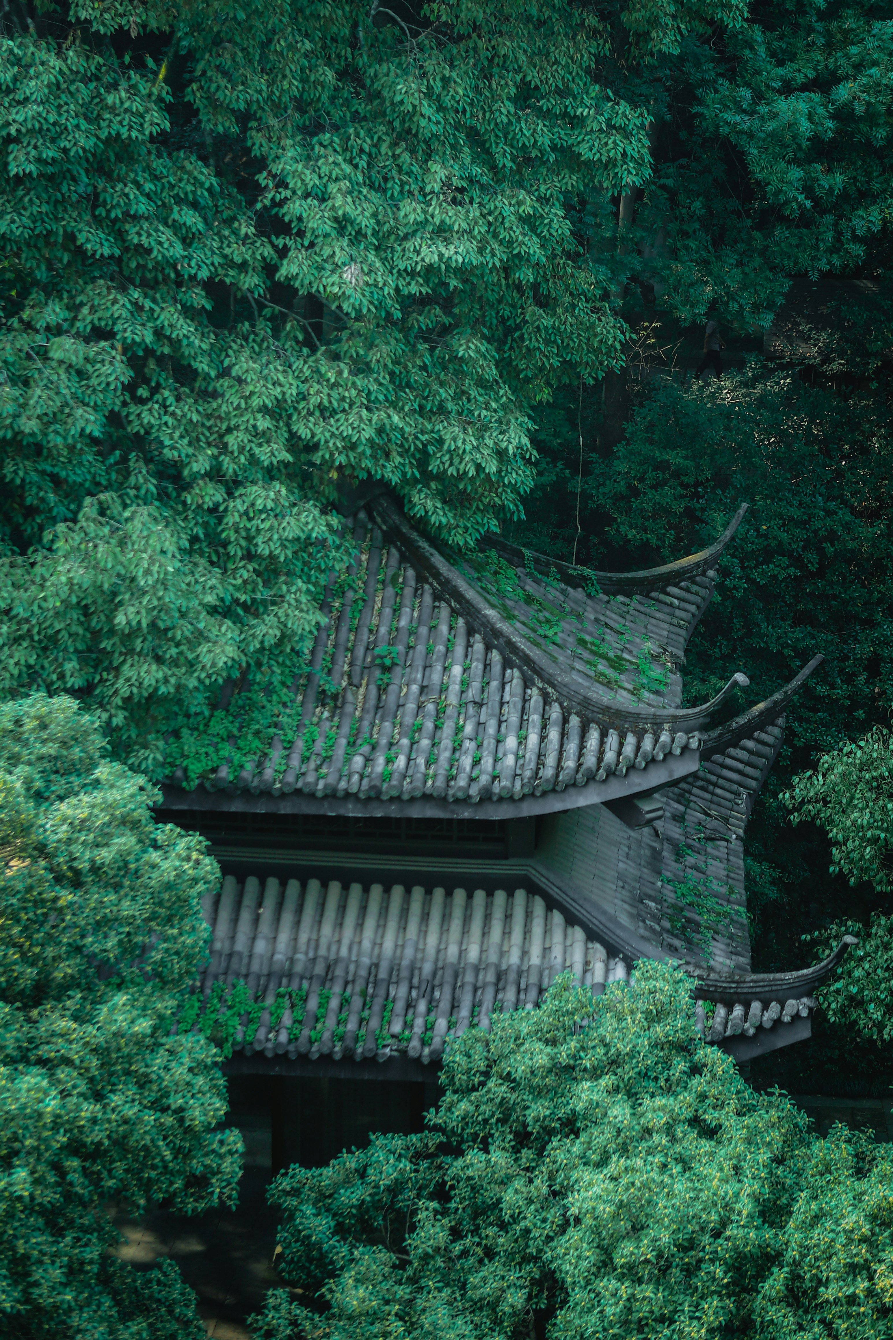 Photo by sakurajimamai12138