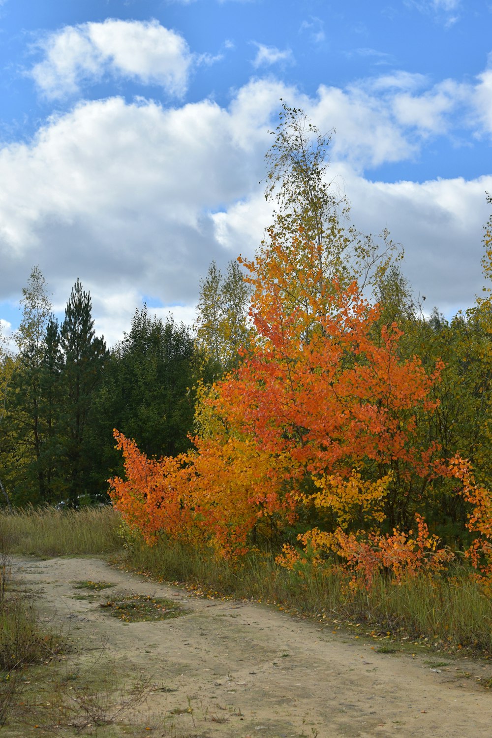 a dirt road surrounded by trees with orange and yellow leaves