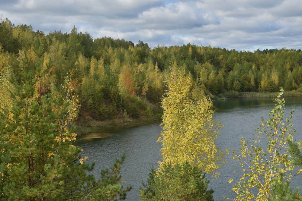 a body of water surrounded by a forest