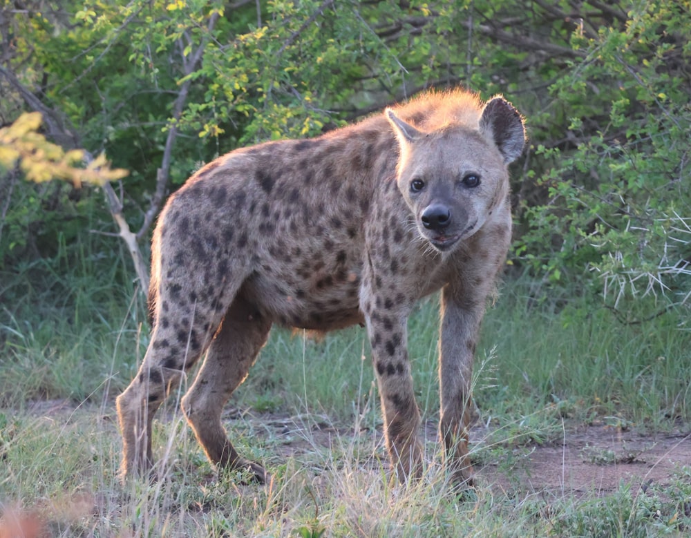 una hiena manchada de pie en un campo con árboles en el fondo