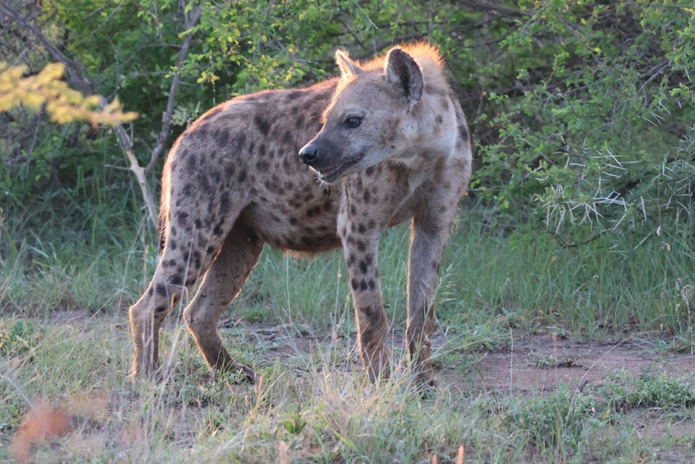 a spotted hyena standing in a grassy area