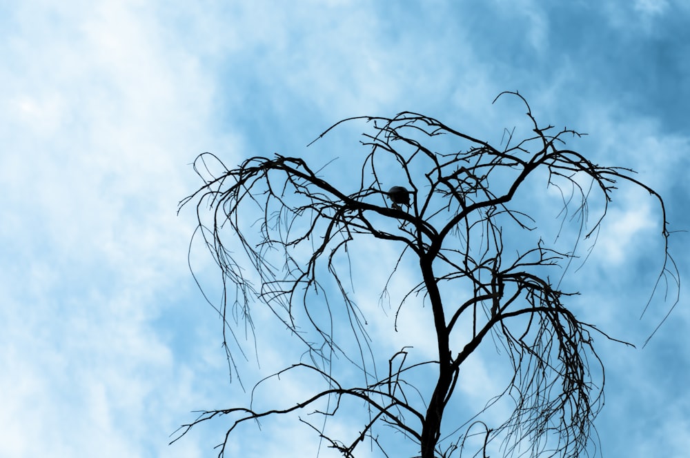 a tree without leaves with a blue sky in the background